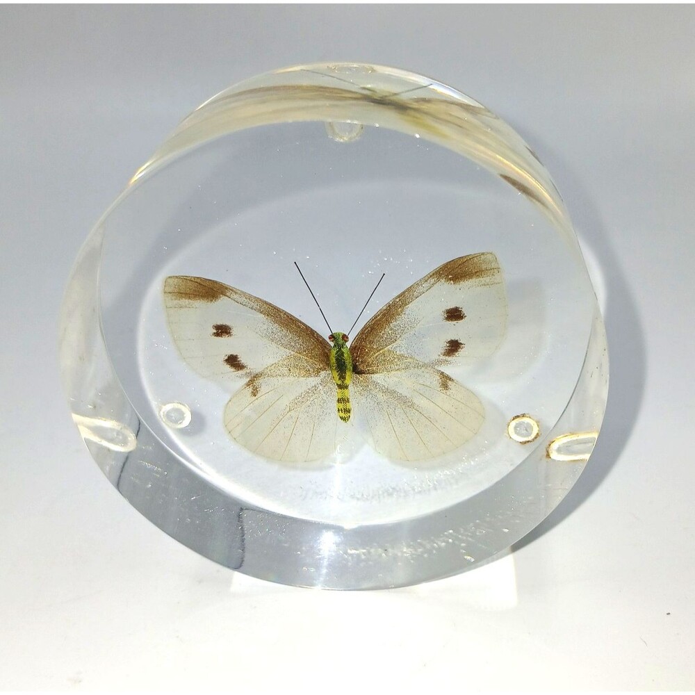 Vtg Lucite Cased Cabbage White Butterfly Paperweight Acrylic Insect Medallion